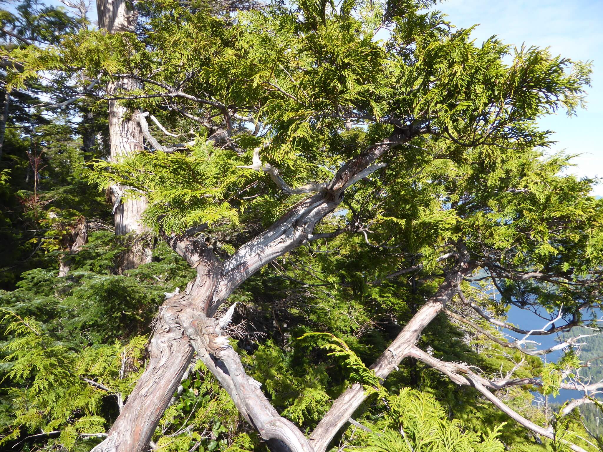 Cupressus macrocarpa 'Lutea'